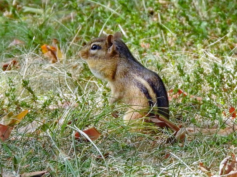 A small brown chipmunk with black stripes along its head, neck and back pauses to stand and observe its surroundings while collecting acorns. The chipmunk is in a short green grassy area.