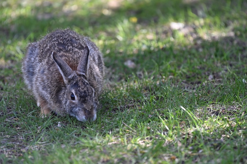A gray cottontail rabbit browses on grass in a sun dappled spot.