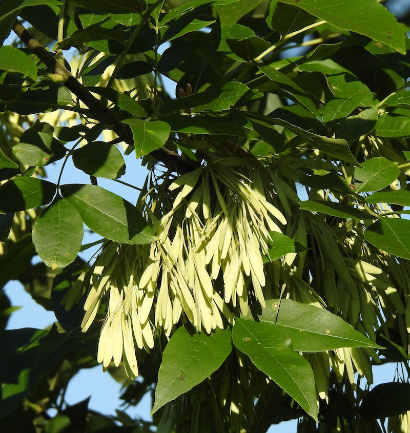Light green samara seeds nestled in green lush leaves on the tree branches of an ash tree.