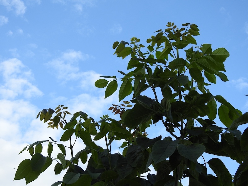 Green leaves on the branches of an ash tree almost silhouetted against the bright blue sky.