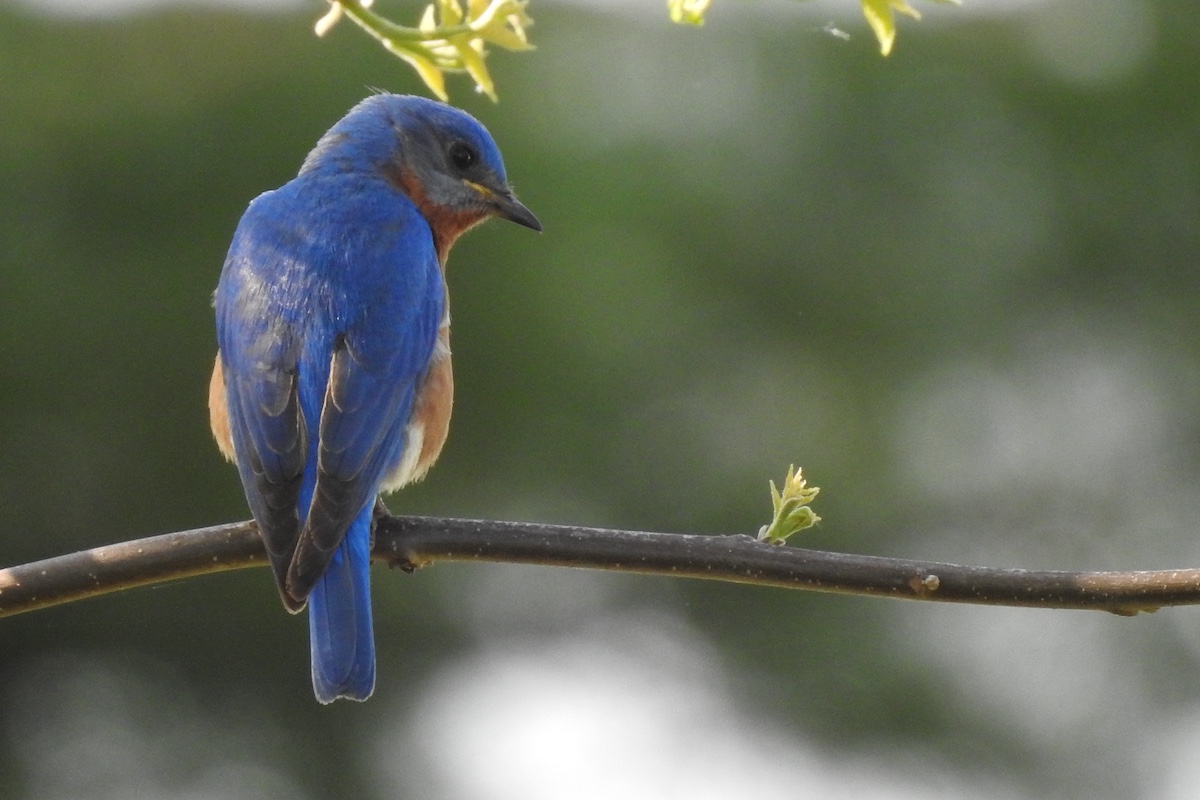 A blue bird with a reddish bib and chest perches on a tree branch.