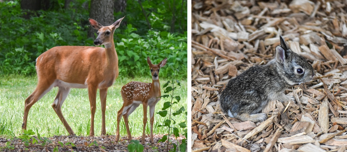 A photo collage of two photos. The photo on the left is of a red adult female white-tailed deer standing next to her red and white spotted fawn. In the background is a mowed yard on the edge of a woodland. The photo to the right is of a baby tan, brown and gray cotton-tail rabbit resting on top of some wood mulch.