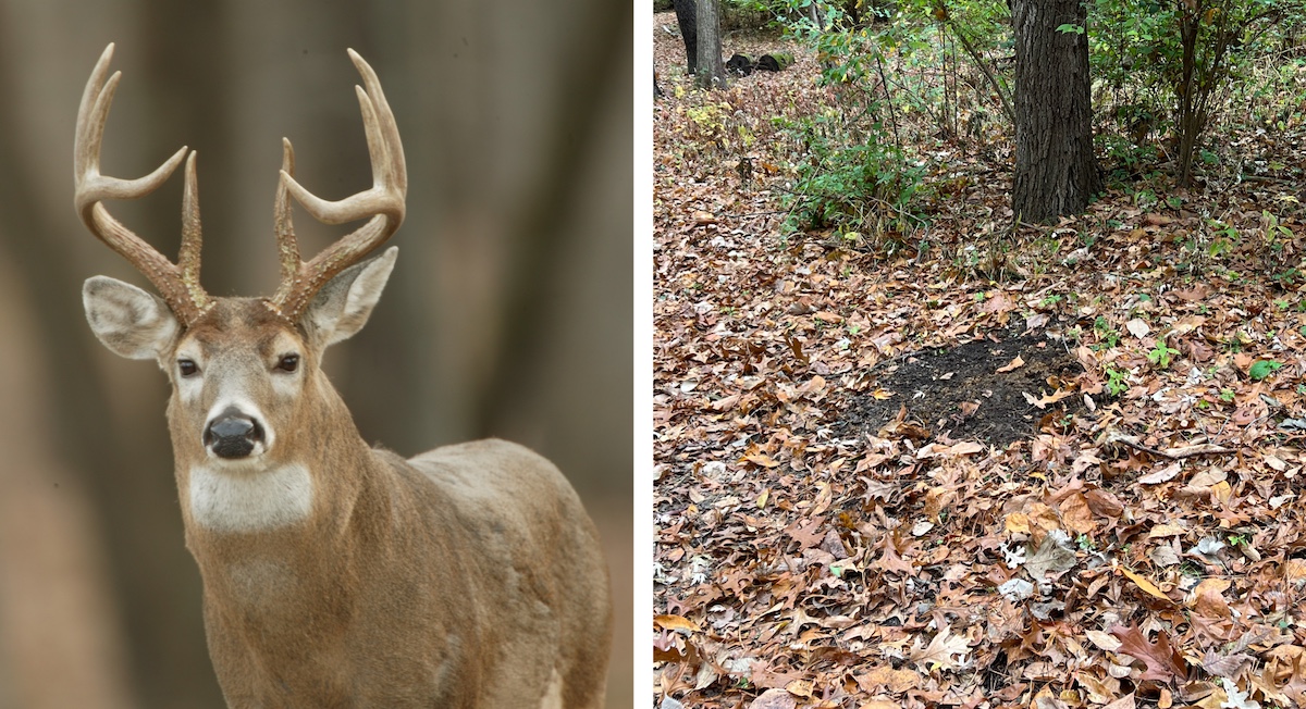 A photo collage with two photos. The photo on the left is a close-up of a brown and gray adult male white-tailed deer with large antlers. The photo to the right is of an area of exposed soil surrounded by leaf litter in a woodland. 