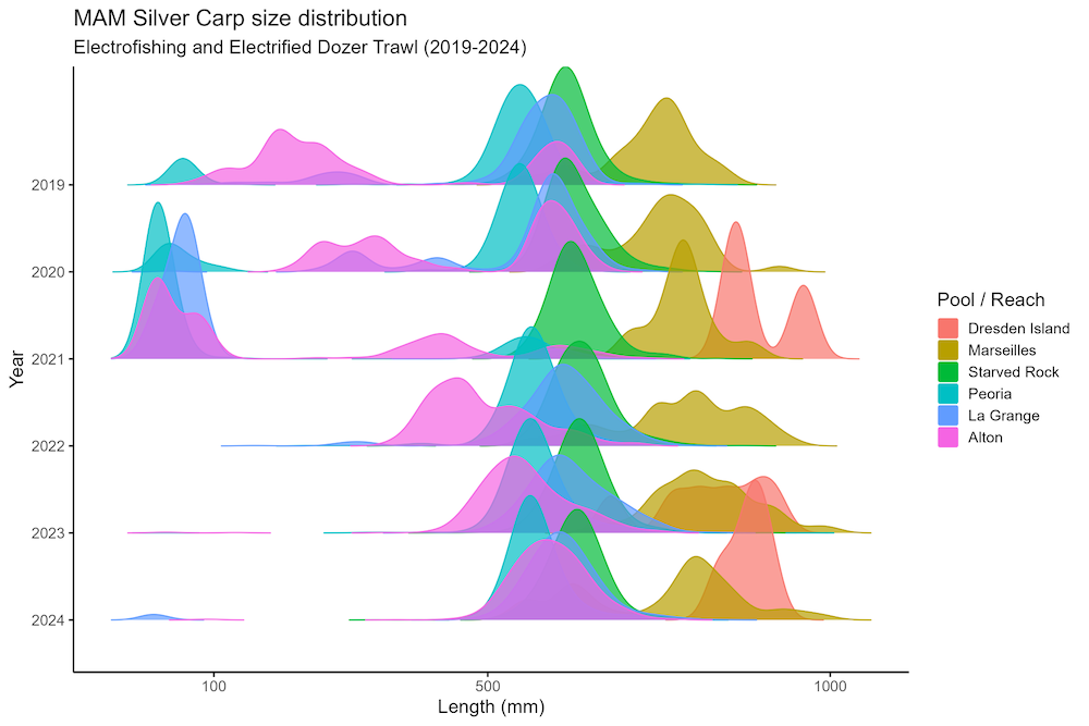 A colorful distribution graph including data from 2019 to 2024 tracking silver carp size changes at different locations.
