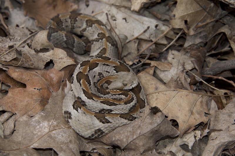A very camouflaged rattlesnake is nearly invisible nestled amongst leaf litter on the forest floor.