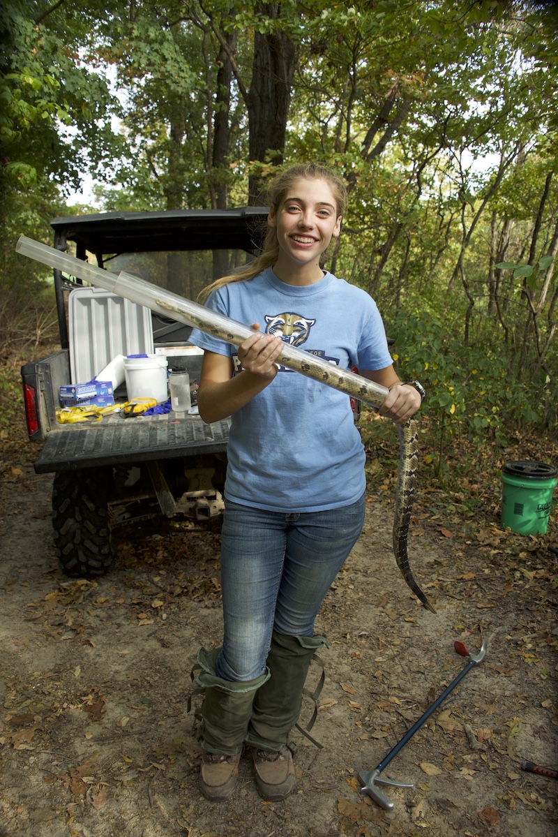 A researcher holds up a large tan and brown snake. The snake is partially contained in two clear plastic pipes to protect the researcher from potential bites. In the background is an ATV parked on a dirt trail in a woodland.