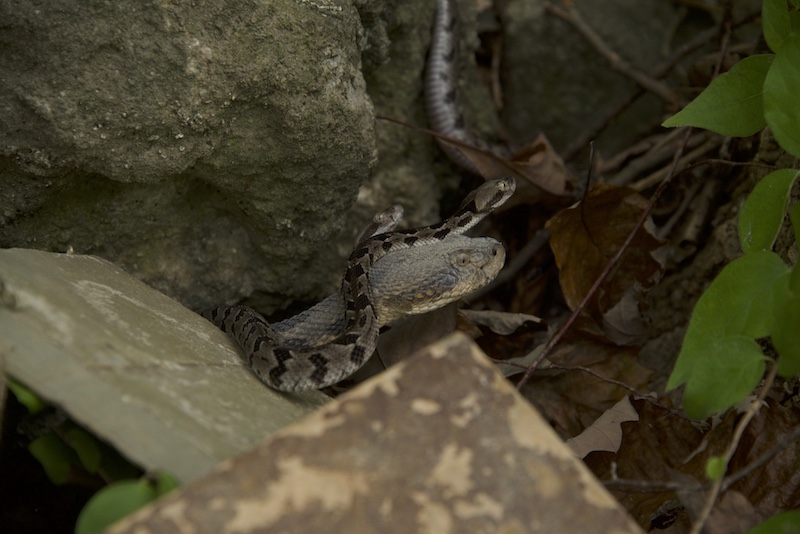 A brown snake is surrounded by two other brown, black, tan and white smaller snakes. The snakes are emerging from a rock-outcropping.