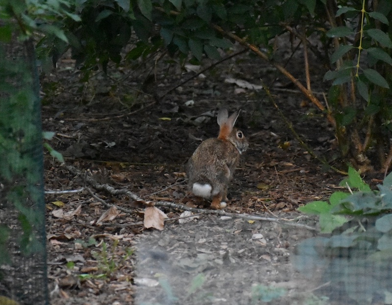 A brown and gray cottontail rabbit rests under a bush. In the foreground are metal mesh cages around garden flowers to protect the plants from rabbit damage.