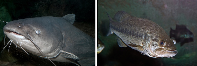 A photo collage of two fish. The photo on the left is of a gray catfish. The photo on the right is of a gray bass with a large black stripe along its eye to tail.