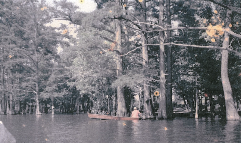 A historical photo of a fisherman on a boat among bald cypress trees at an oxbow lake off the Mississippi River.