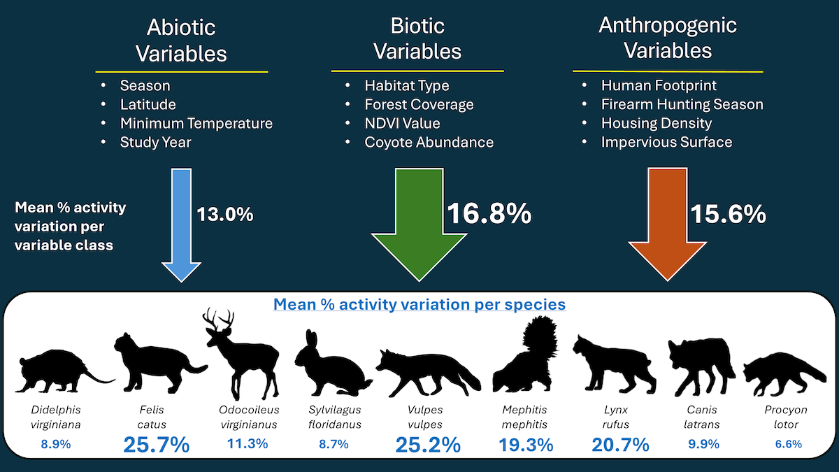 A graph showing the amount of activity of mammals depending on environmental factors and human activity.