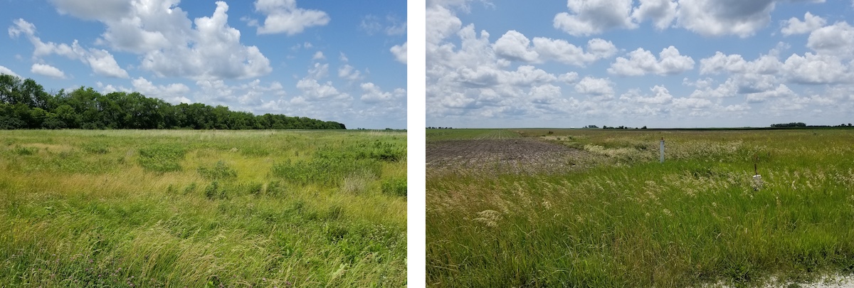 A photo collage of two images side-by-side. The photo on the left is of a grassy field with a row of trees along the left side. The photo to the right is a grassy field bordered by an agricultural field to the left. Both grassy fields are under bright blue partly cloudy skies.