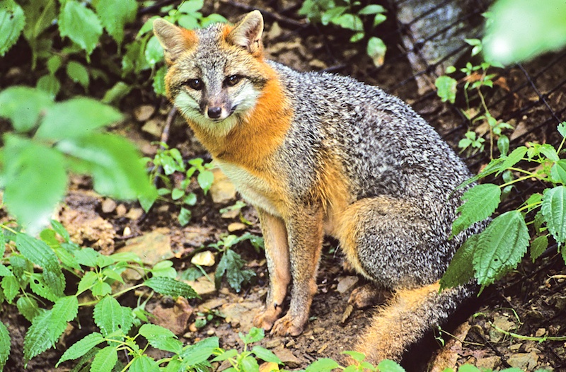 A small gray and reddish brown fox sits in the lush undergrowth of a spring woodland.