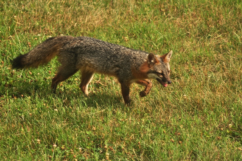 A gray and reddish brown fox walks across a green grassy lawn.