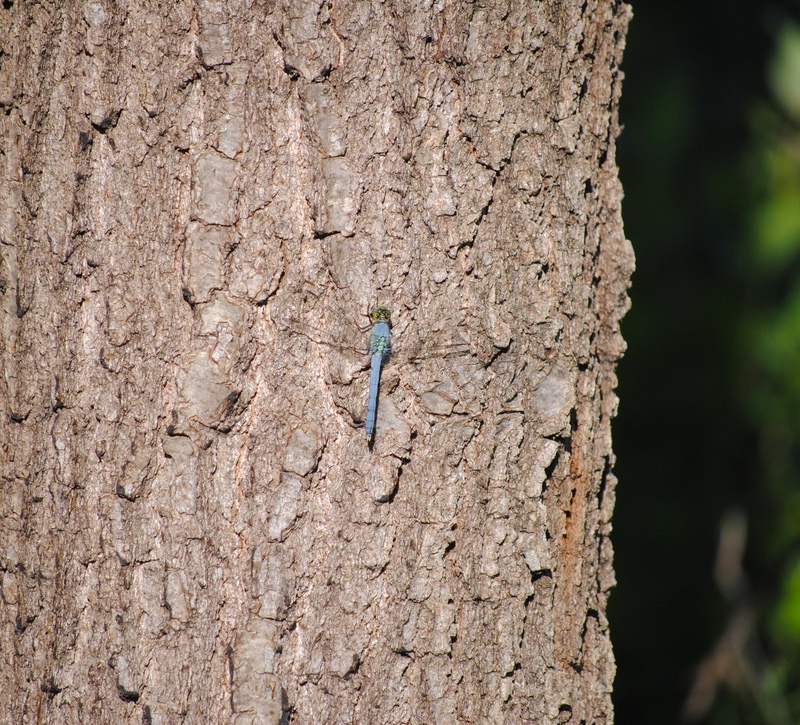 A blue dragonfly pauses momentarily on a the trunk of a tree to rest.