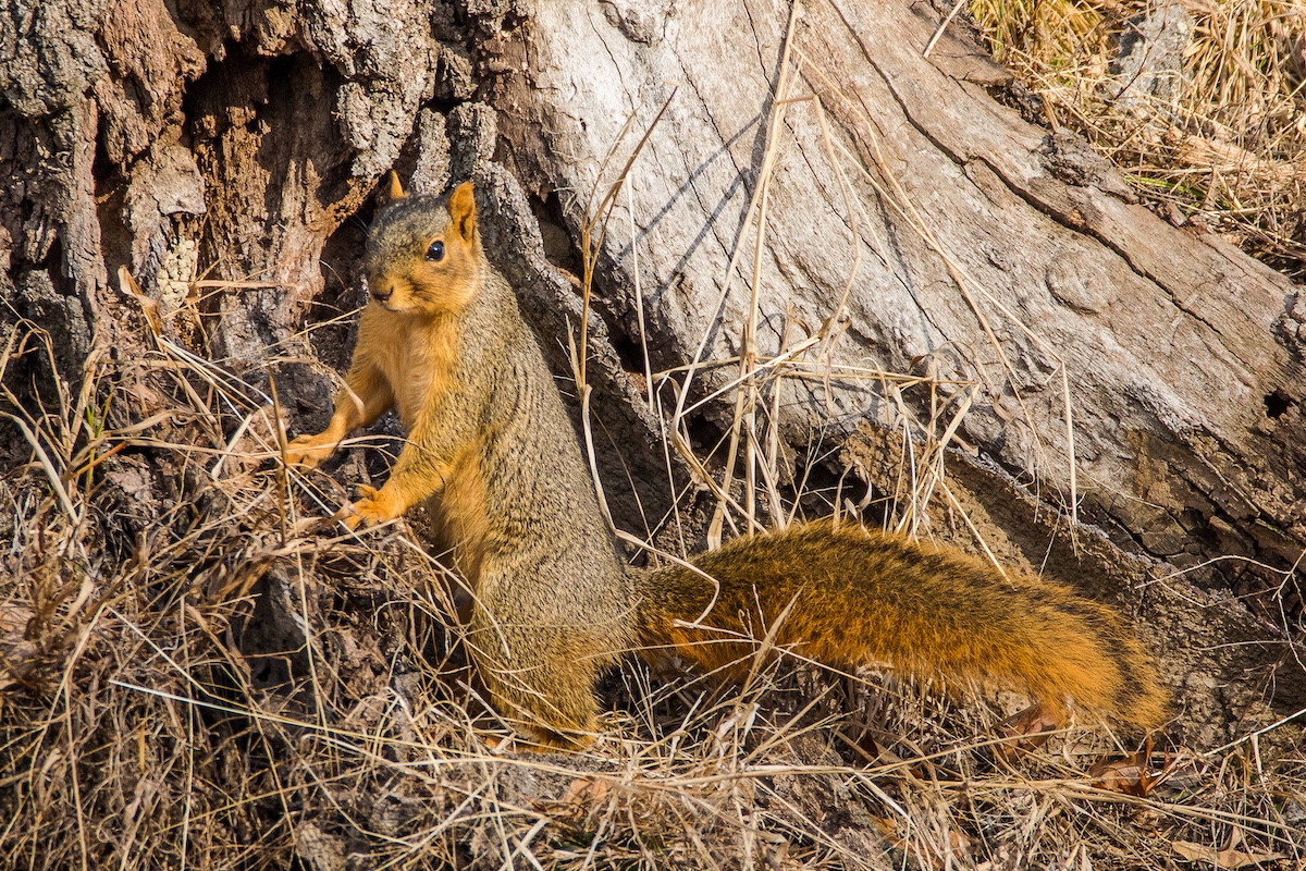 A orange-brown squirrel pauses at the base of a tree trunk. The squirrel is surrounded by dry tan grasses.