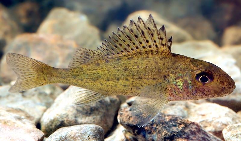 A greenish brown fish with iridescent blues and greens near its gills swims on the rocky bottom of a waterway.