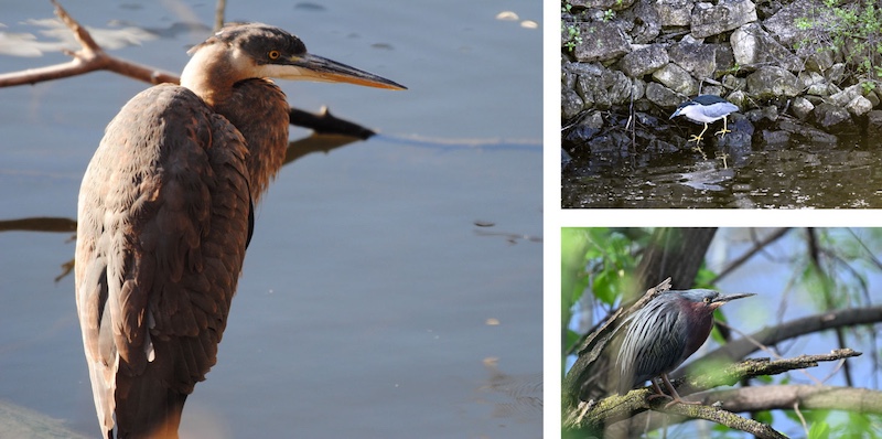 A graphic of three photos collaged together of three different species of heron along a river.