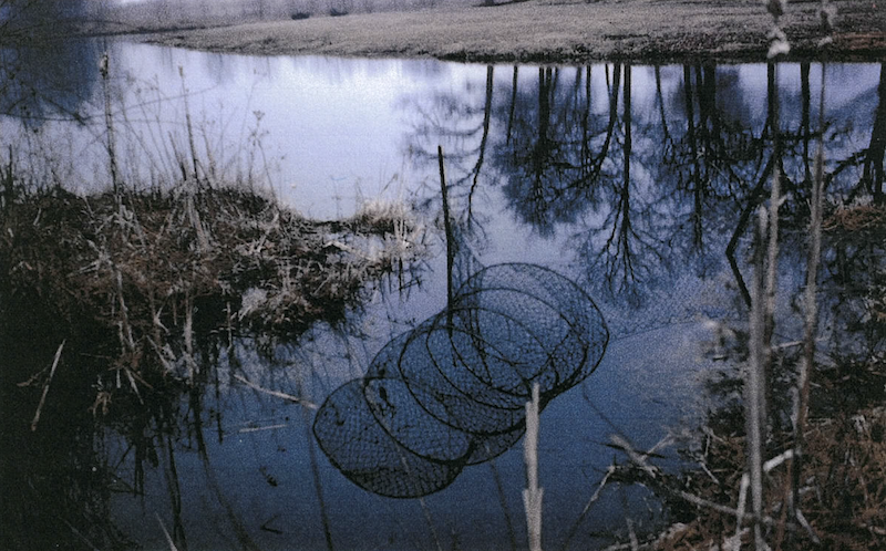 A historical photo of a hoop net set up in a river to catch northern pike. The net is partially submerged and staked into the river bank.