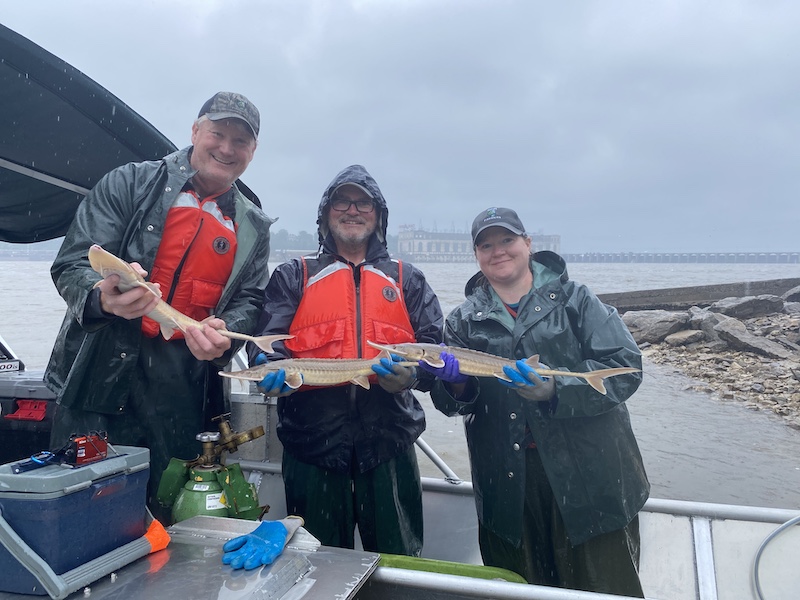 On a rainy overcast day, two men and one woman stand on a boat while holding tan and white fish in both hands. All are wearing waders and rain coats. In the background is a lock and dam on a river.