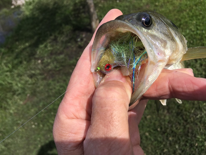 A close-up view of a small fish's open mouth being held in the hand of an angler. Inside the mouth is the fishing lure. In the background is a grassy yard.