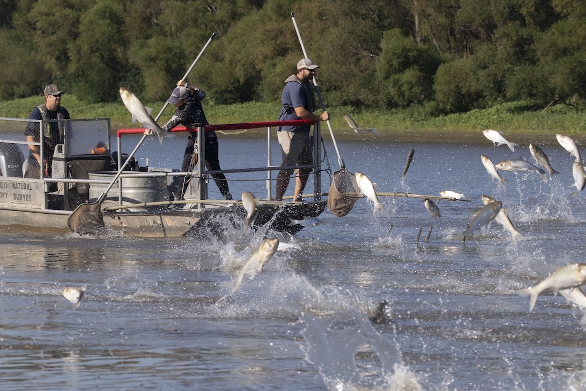 Many white, gray fish leap out of a fresh water river. Three people stand on a metal boat. One man and one woman use nets on long metal rods to net the fish. In the background is a shoreline filled with green vegetation and trees.