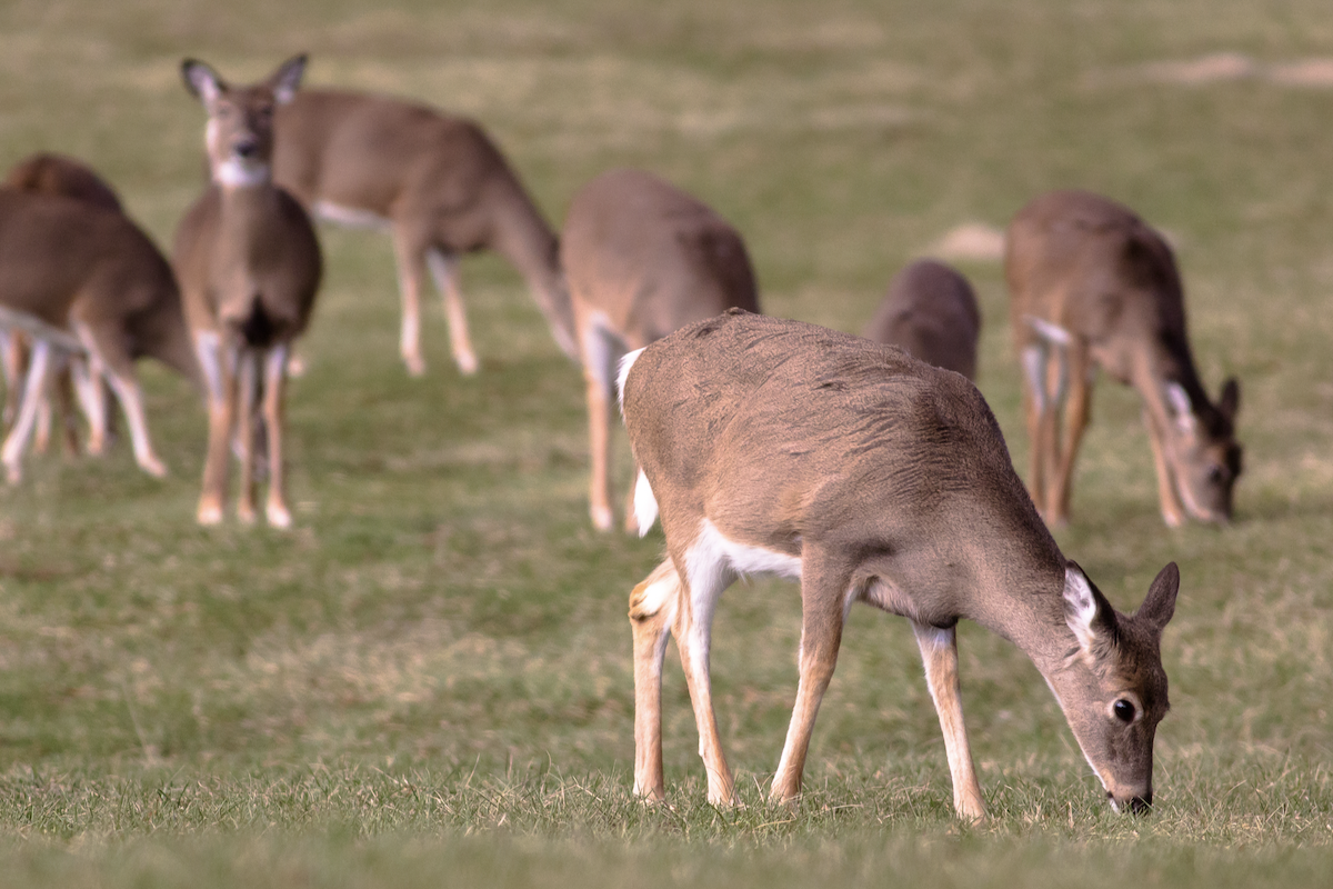 A group of white-tailed deer graze in a mowed grassy area.