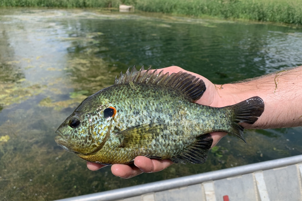 A close up of a green fish held in the hand of an angler. In the background is a grassy shoreline of a small pond.