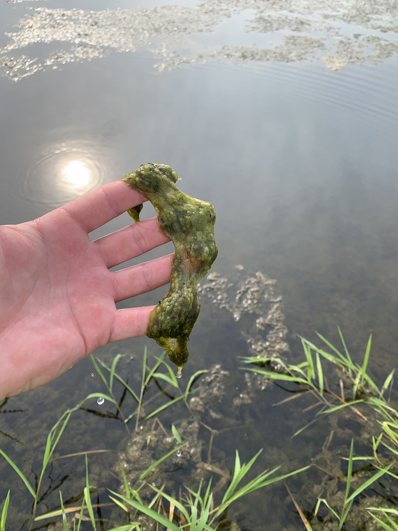 Being held by an individual's fingers is a close-up of green filamentous algae. In the background is the surface of a small freshwater pond reflecting the bright sun.