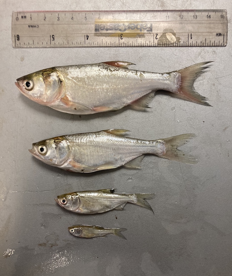 Four silver fish ranging in very small to about six inches long rest on a gray metal surface. Near the largest fish is a clear plastic ruler with 6 inches on one side and 15 centimeters on the other side.