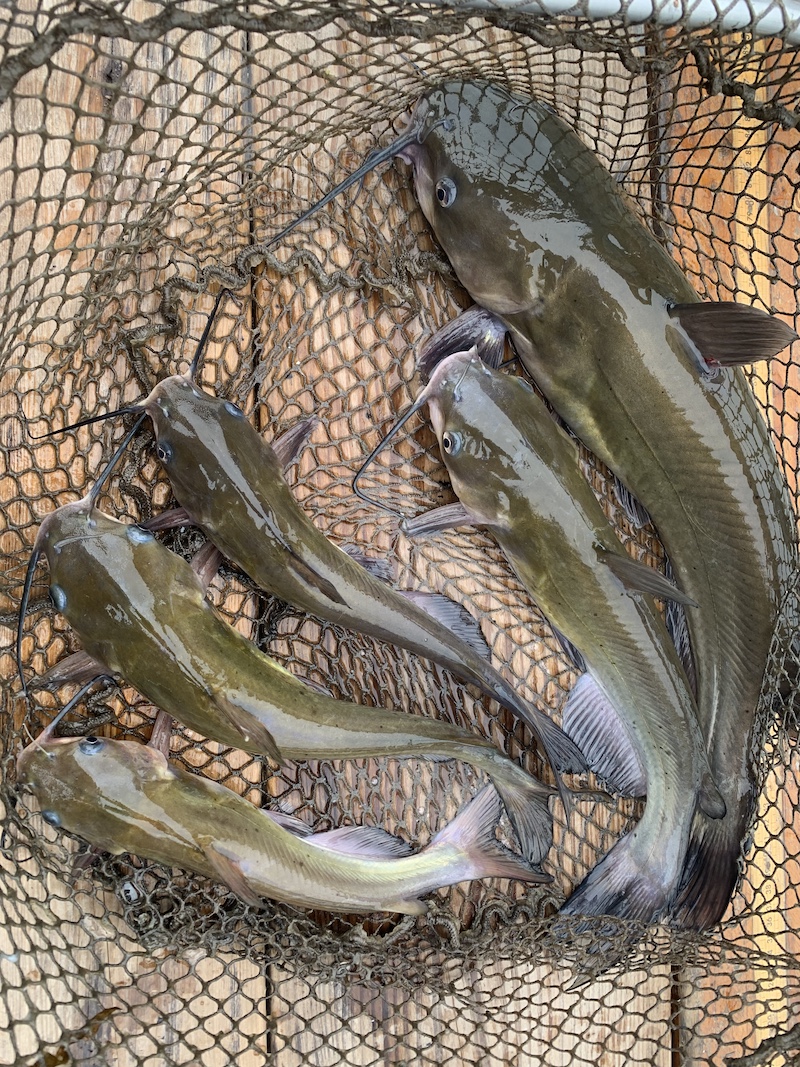 A net full of gray-green fish with barbels on either side of their mouths. The net is resting on a wooden plank surface.