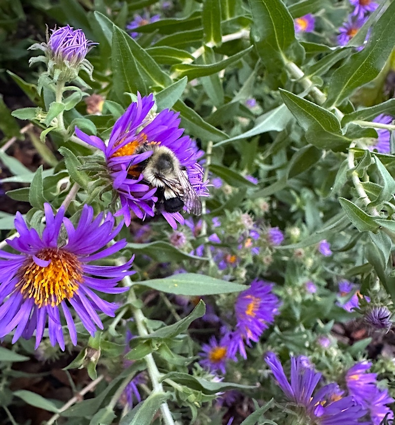 A bumblebee collects pollen and nectar from a purple aster flower with yellow-orange centers.