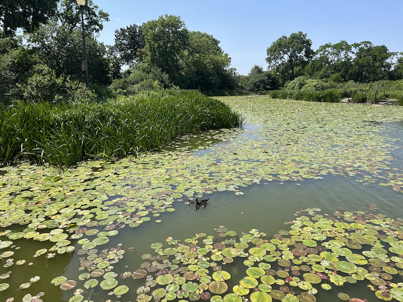 A black duck with ducklings swims in a wetland with lily pads nearly filling the surface of the water. The wetland is surrounded by cattails and other green vegetation. In the background are green trees against a bright blue sky.