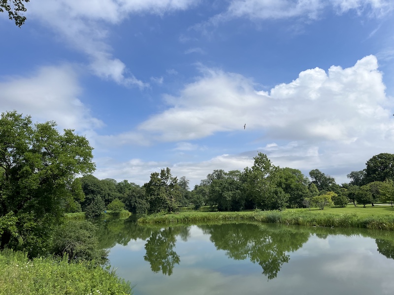 A bird flys in a bright blue partially cloudy sky over a wetland surrounded by mowed grass and lush green trees interspersed throughout.