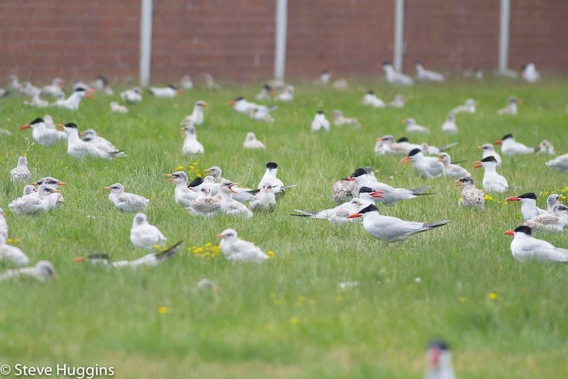 A yard of short cut green grass is filled  birds. Some of the birds are juveniles with white and gray fluffy down. Other adult birds are white and gray with black heads and orange bills. 