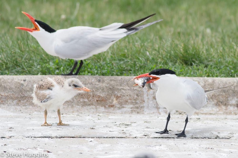 A white bird with a black head and orange bill carries a small fish in its mouth to feed its chick. In the background another bird stands on a concrete curb next to green short cut grass and calls with its mouth wide open. 