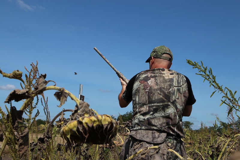 In a sunflower field, an adult hunter wearing camouflage gear stands up and prepares to aim at a gray dove flying in the bright blue sky above.