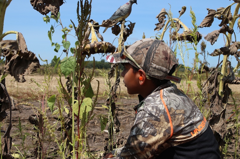 A young hunter crouches down on the edge of a sunflower field. In the background is an agricultural field bordered by green trees against a bright blue sky.
