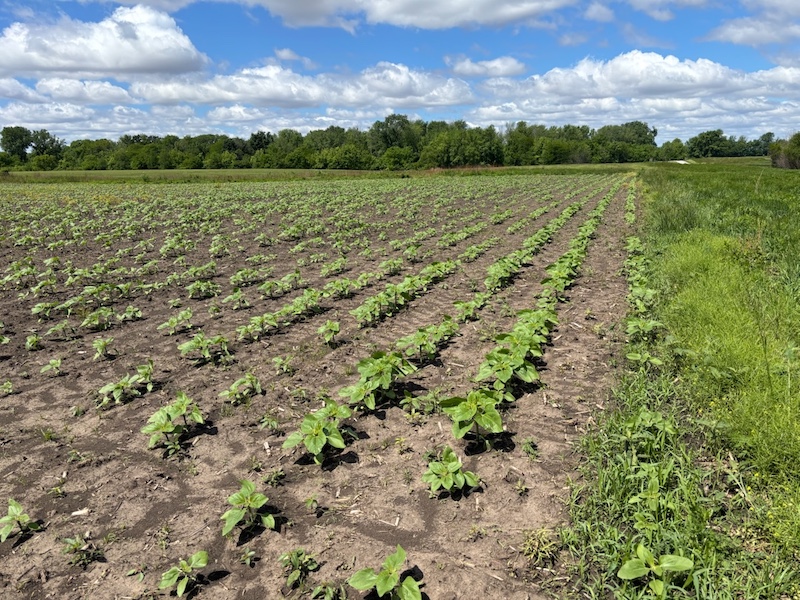 Under a bright blue partly cloudy sky, small green plants emerge in rows down an agricultural field. In the background is a horizon line of trees.