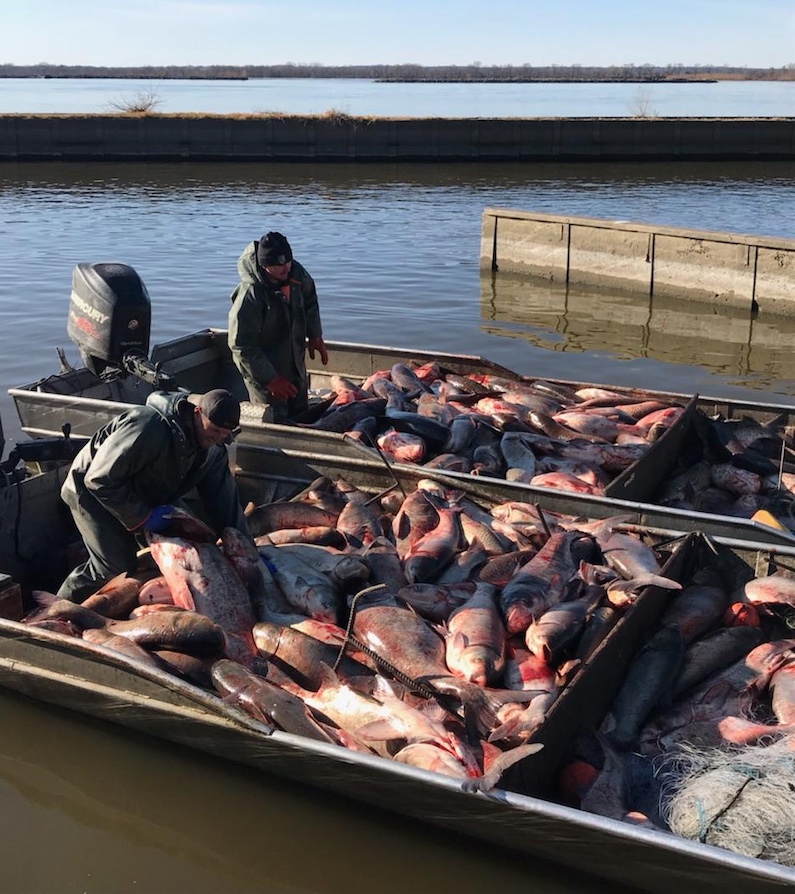 Two boats filled with invasive carp. In the background is the Illinois river. Two men, one on each boat, monitor the harvested fish cargo.