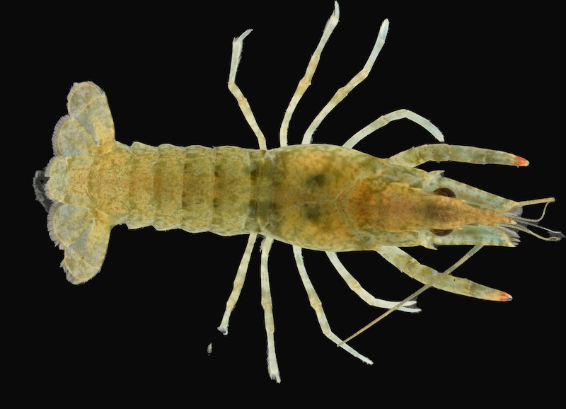 A close-up of a greenish-tan crayfish on a black background.