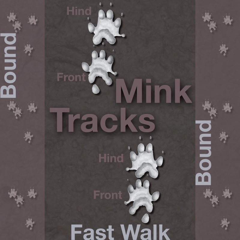 A brown and gray graphic illustrating mink tracks.