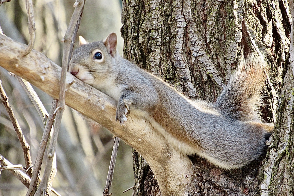 A gray and tan tree squirrel lounges on a tree branch.