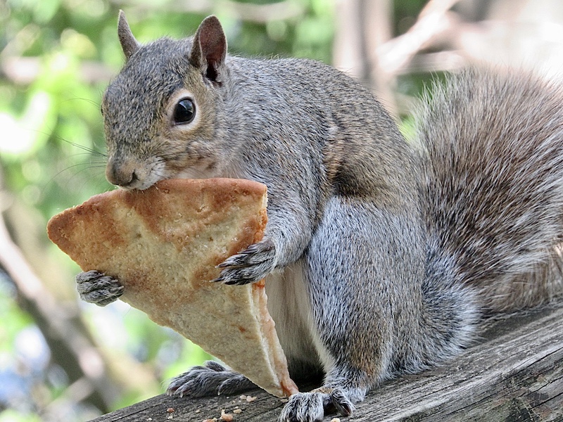 A gray and tan tree squirrel sits on top of a wooden railing and begins to nibble on a slice of pizza. In the background is green vegetation.