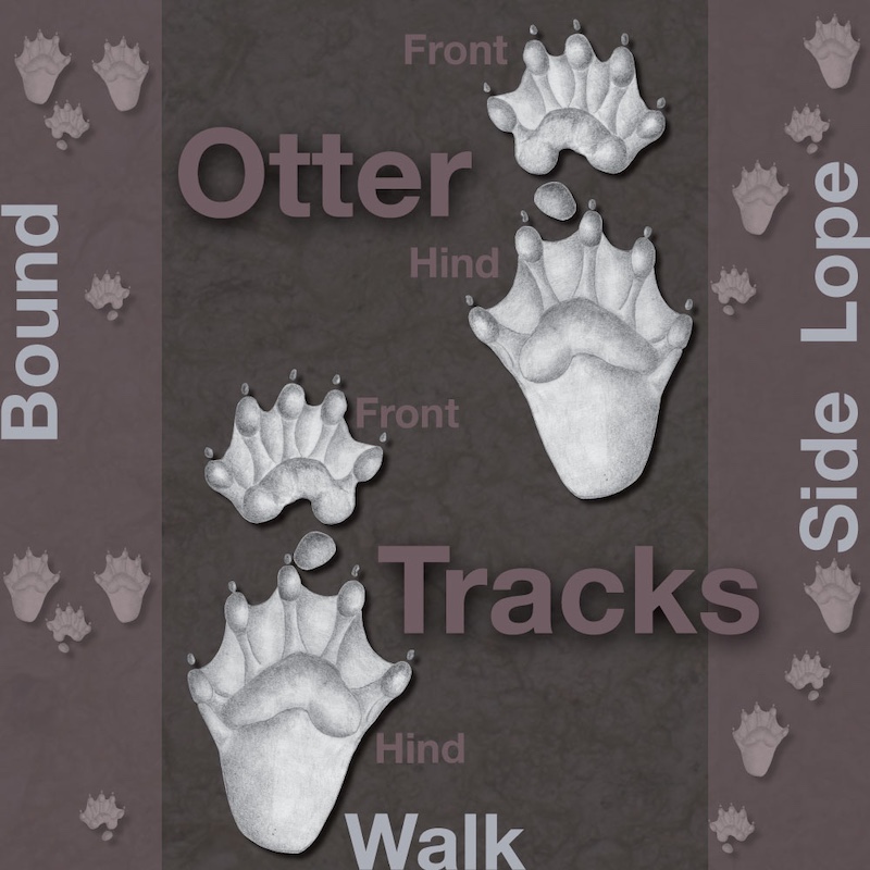 A brown and gray graphic illustrating otter tracks.