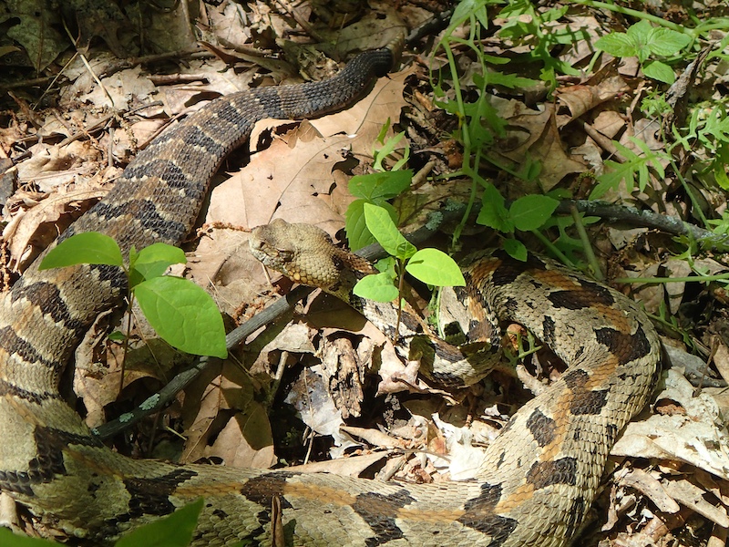A very camouflaged rattlesnake nearly blends into a sun dappled forest floor covered in leaf litter, understory plants and tree saplings.