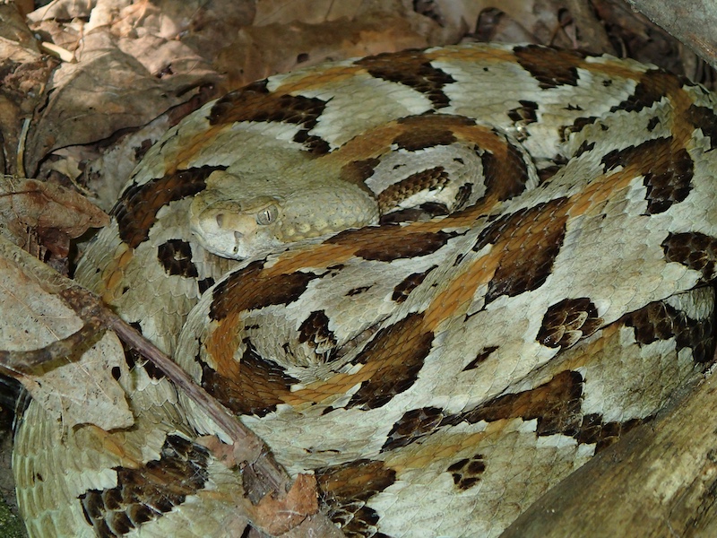 A tan, brown and black snake is coiled on the forest floor surrounded by leaf litter. The snake is very camouflaged.