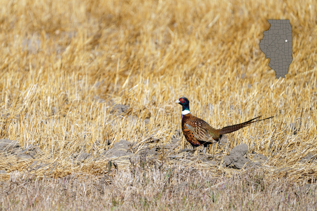 A colorful brown, orange, iridescent blue and green pheasant walks through a harvested wheat field foraging for waste grain. Overlaying the image in the upper right photo is a gray map of Illinois counties with a star in the middle right part of the state indicating Ford county.