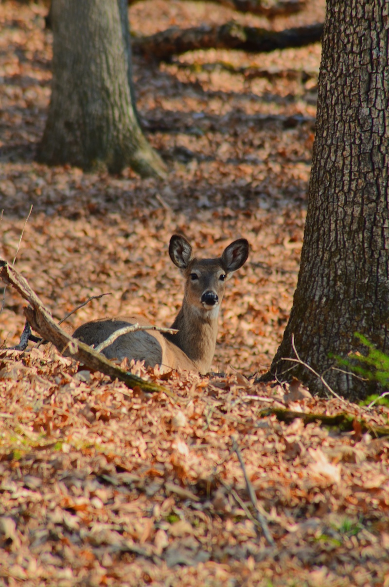 A gray and brown adult white-tailed deer lays down in a leaf litter covered forest floor.