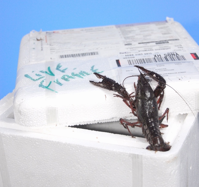 A dark brown crayfish resting on the side of a styrofoam container used to transport live crayfish.